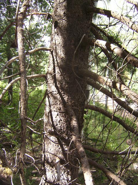 Lodgepole Trunk